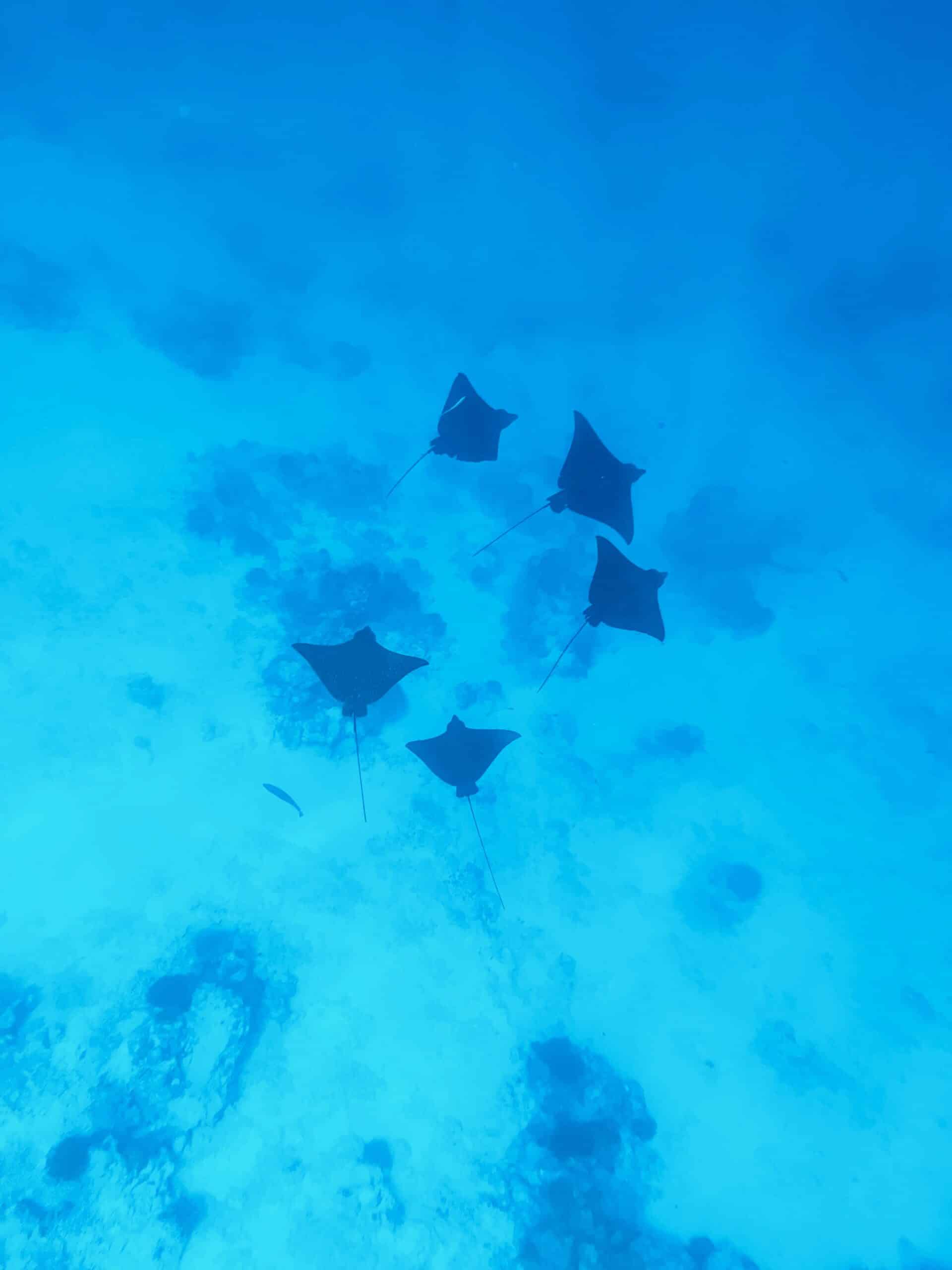 Fushifaru eagle rays